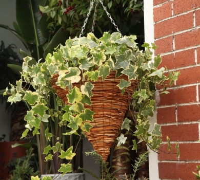 常春藤的养殖办法：施液肥不要沾污叶片