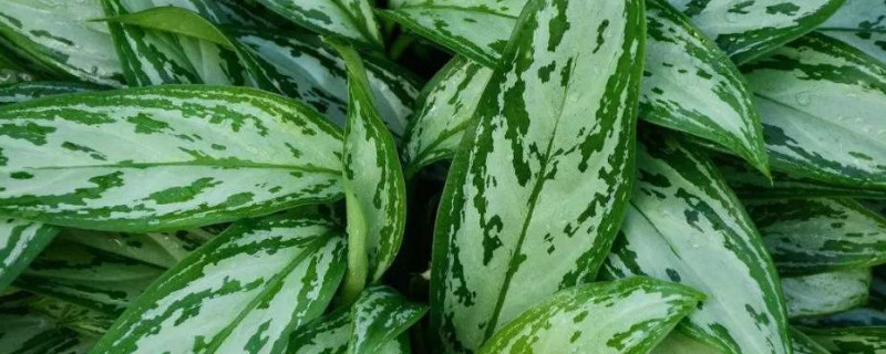 银皇后烂叶如何回事