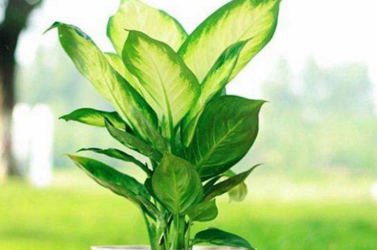 银皇后烂叶如何回事