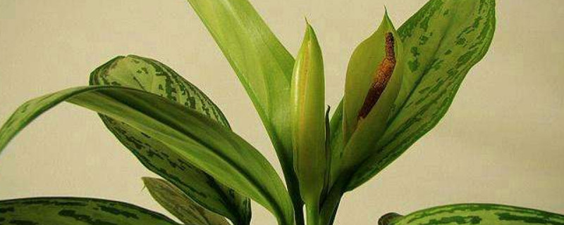 银皇后烂根的救治办法