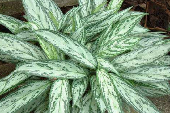 银皇后烂根的救治办法