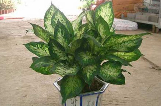 银皇后烂根的救治办法