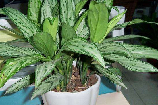 银皇后烂根的救治办法