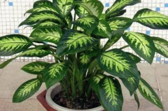 银皇后叶片需要喷水吗