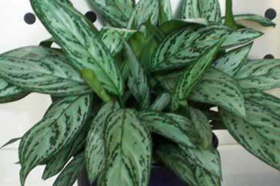 银皇后叶片需要喷水吗