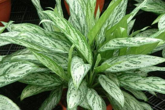 银皇后叶片需要喷水吗