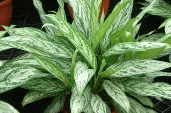 银皇后叶片变绿是如何回事