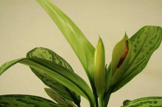 银皇后叶片变绿是如何回事