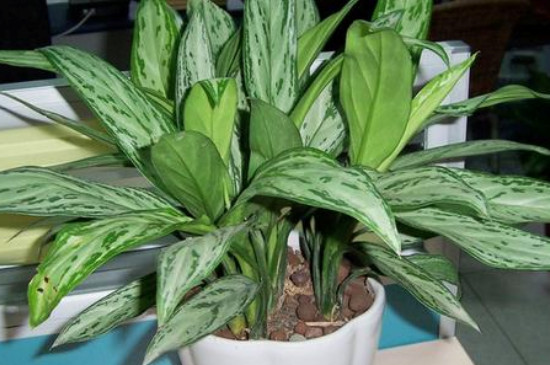 银皇后能活多久