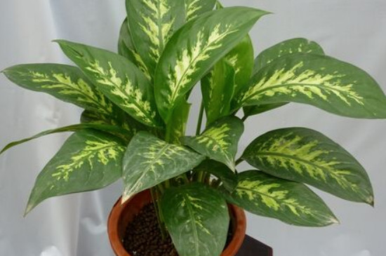 银皇后能活多久