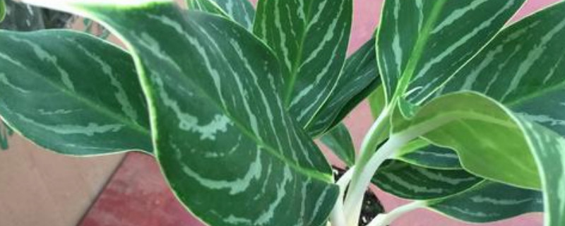 银皇后可以养在卧室吗