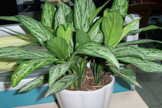 银皇后可以养在卧室吗