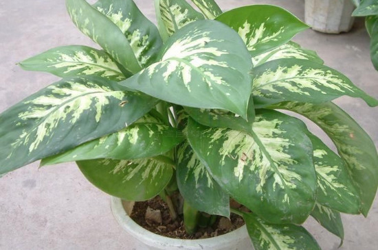 银皇后可以长多大