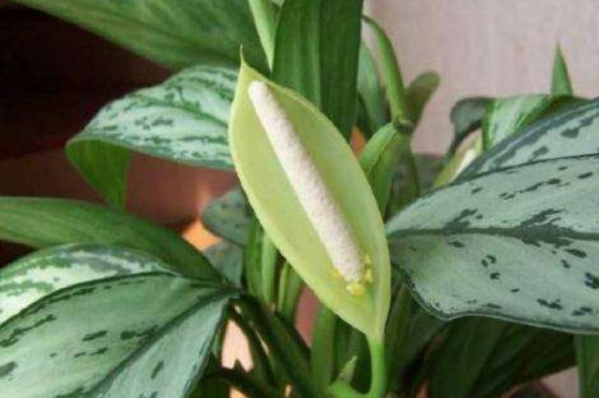 银皇后可以长多大