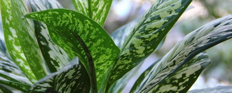 银皇后叶子发黄如何办