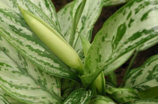 银皇后叶子发黄如何办