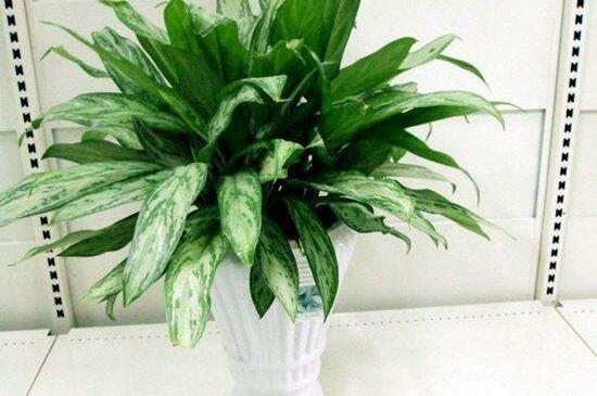 银皇后叶子发黄如何办