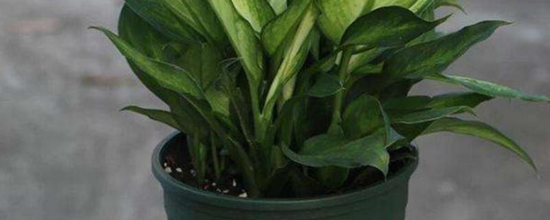 银皇后的养殖办法和留意事项