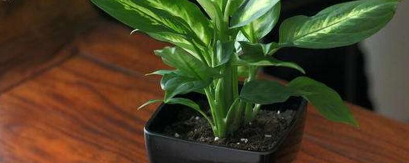 银皇后如何浇水