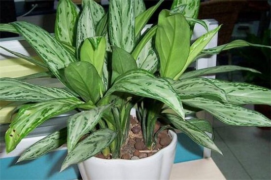 银皇后如何浇水