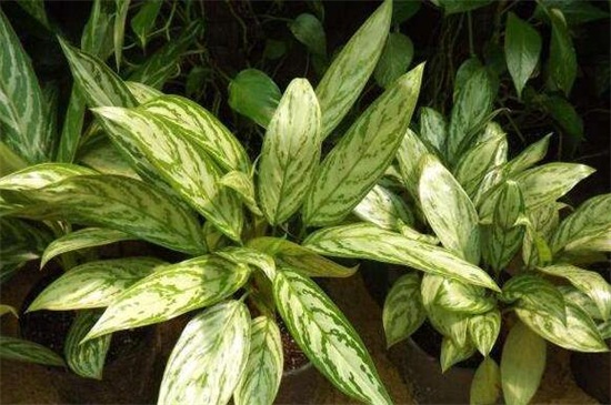 银皇后如何浇水