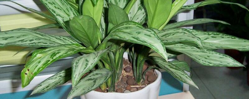 银皇后常见繁殖办法