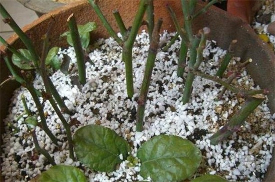 银皇后常见繁殖办法