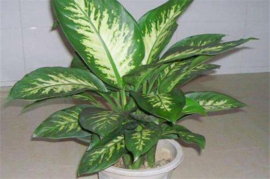 银皇后常见繁殖办法