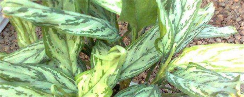 银皇后叶卷起如何办