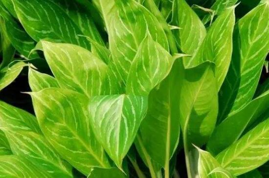 银皇后叶卷起如何办