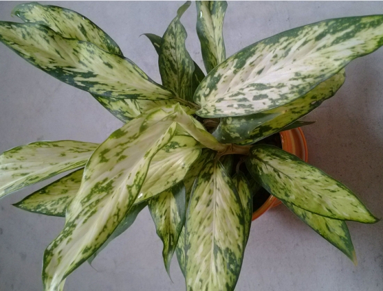 银皇后 银皇后叶子发黄如何办:银皇后叶子发黄原因及处理办法