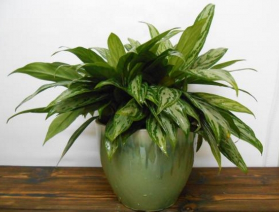 银皇后叶子发黄 银皇后叶子发黄如何办:银皇后叶子发黄原因及处理办法