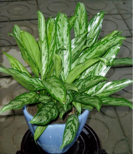 银皇后 银皇后叶子发黄如何办:银皇后叶子发黄原因及处理办法