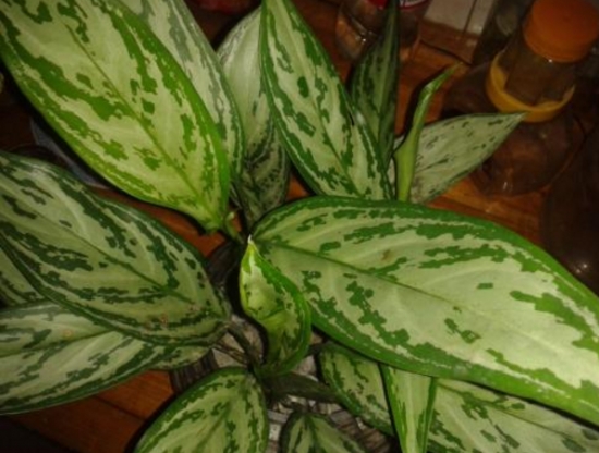 银皇后 银皇后叶子发黄如何办:银皇后叶子发黄原因及处理办法