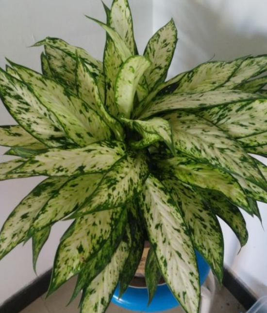 银皇后 银皇后叶子发黄如何办:银皇后叶子发黄原因及处理办法