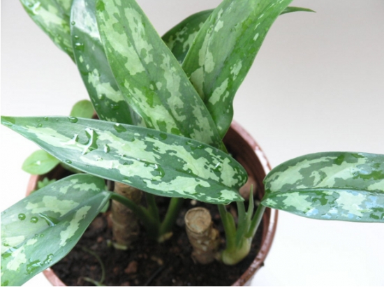 银皇后 银皇后叶子发黄如何办:银皇后叶子发黄原因及处理办法