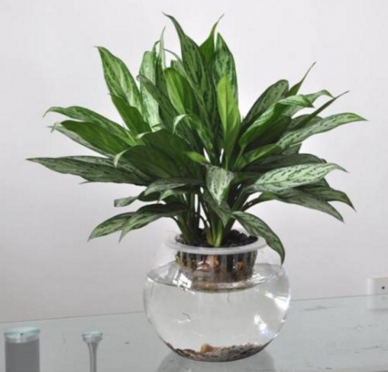 银皇后可以水培吗：可以，水培银皇后比土培观赏价值更高