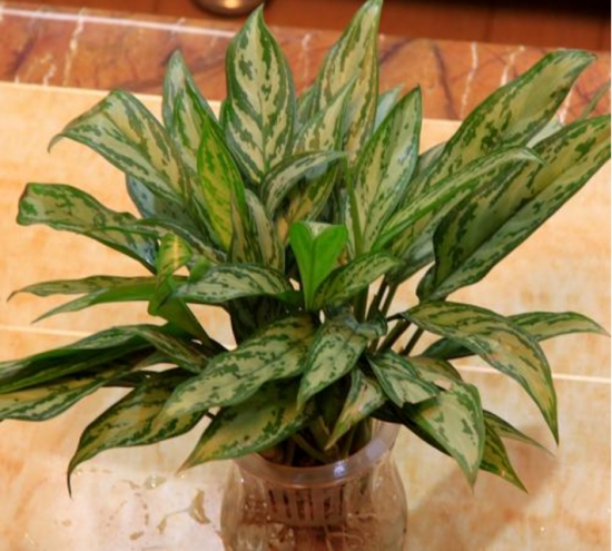 银皇后可以水培吗：可以，水培银皇后比土培观赏价值更高