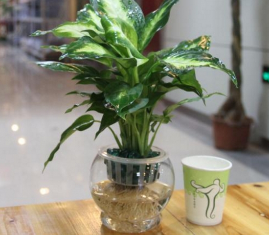 银皇后可以水培吗：可以，水培银皇后比土培观赏价值更高