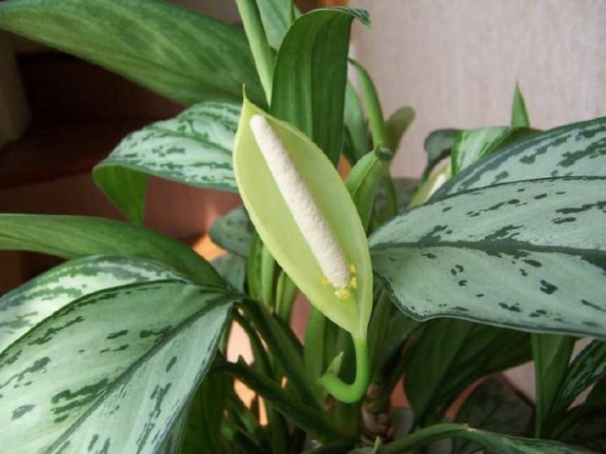 银皇后 银皇后的作用:还可净化空气