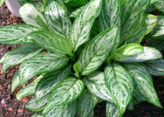 土培银皇后 银皇后的作用:还可净化空气