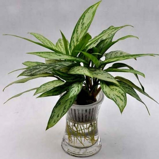 水培银皇后 银皇后的作用:还可净化空气