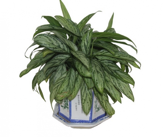 银皇后的价格：银皇后市场价一般在20-50元之间/盆