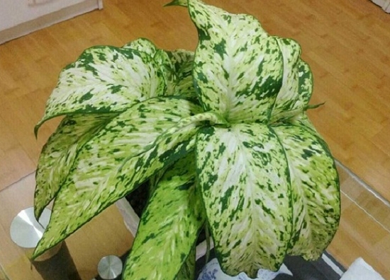 银皇后的价格：银皇后市场价一般在20-50元之间/盆