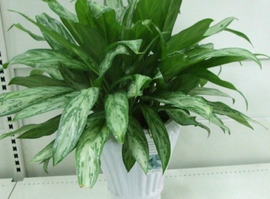 银皇后 银皇后的养殖办法和留意事项:保持通风、勿积水