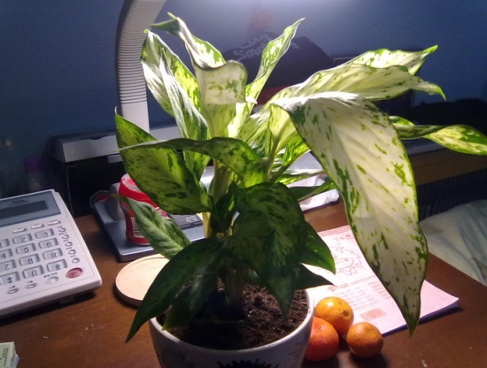 卧室的银皇后 银皇后的养殖办法和留意事项:保持通风、勿积水