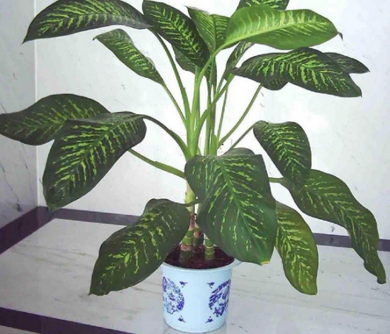 银皇后盆景 银皇后的养殖办法和留意事项:保持通风、勿积水