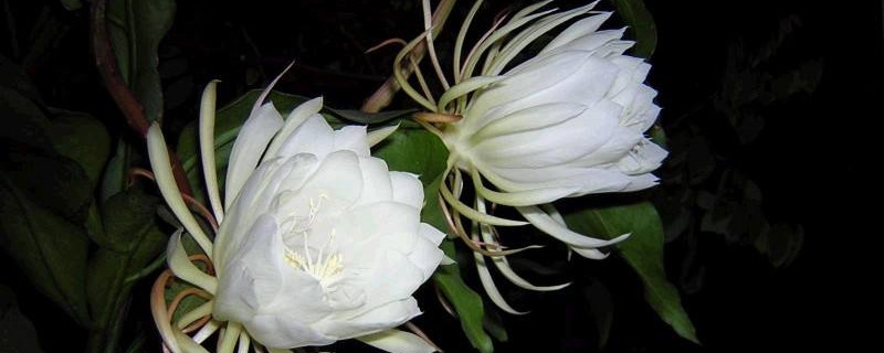 昙花杆子该如何处理