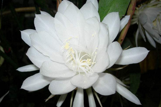 昙花杆子该如何处理