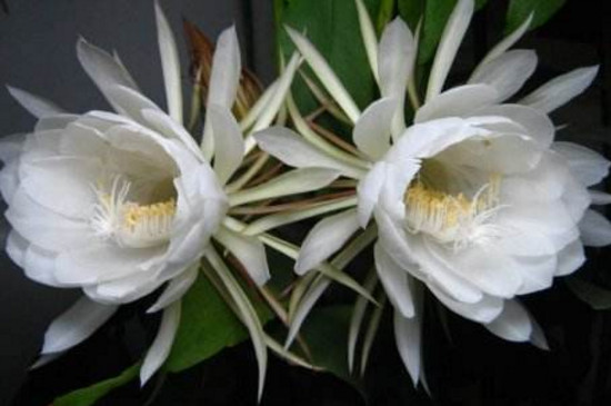 昙花什么时候插扦